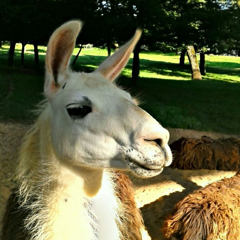 Parc De Saint Radegonde