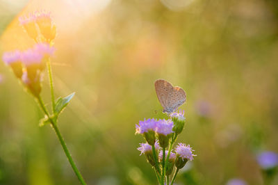 View of butterfly on flowers