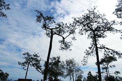 Low angle view of trees against sky