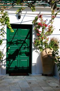 Potted plant on door of building