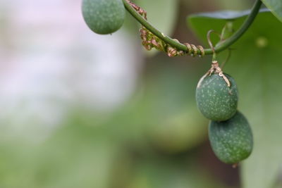 Close-up of fruits hanging on tree