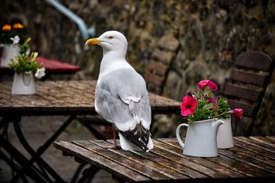 Close-up of bird perching on table