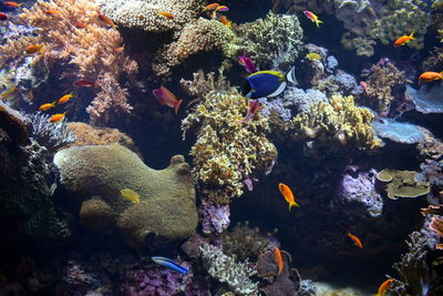 Close-up of fish in aquarium