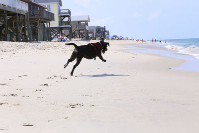 Dog running on beach