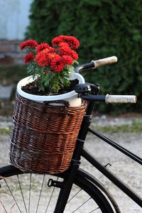 Close-up of red flowering plants in basket