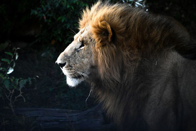 Close-up of lioness