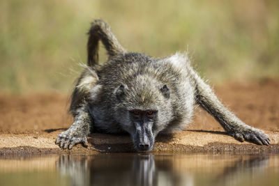 Close-up of monkey