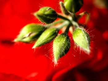 Close-up of red leaves