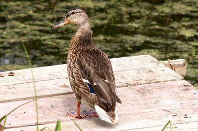 Close-up of bird perching on wood