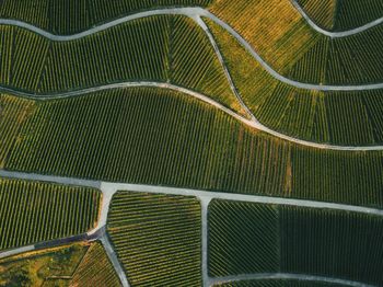 Full frame shot of agricultural field