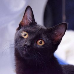 Close-up portrait of cat