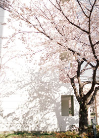 Low angle view of cherry blossom tree against sky