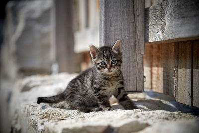 Portrait of cat relaxing outdoors