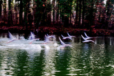 Birds swimming in lake