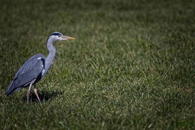 Side view of a bird on grass