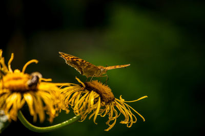 Close-up of butterfly on yellow flower