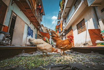 Birds in a city