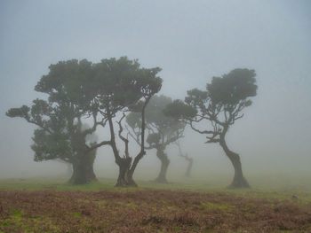 Trees on field against sky