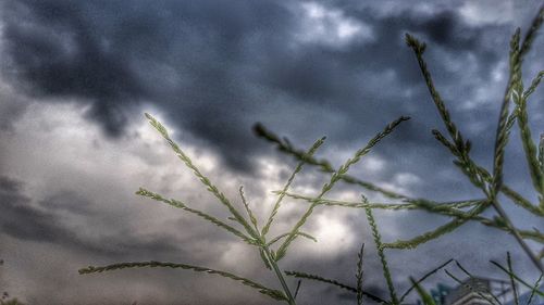Low angle view of plants growing on field against sky