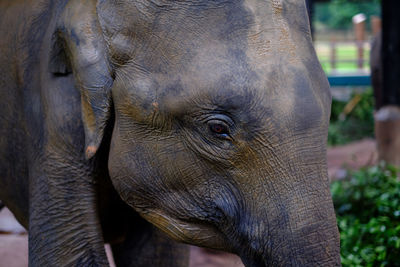 Elephant head in pinnawala elephant orphanage, sri lanka