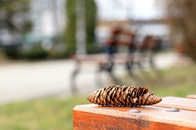 Close-up of lizard on wood