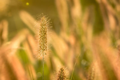 Close-up of fresh plant