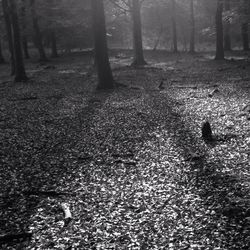 Trees in forest