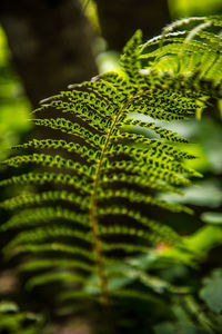 Close-up of leaves on plant