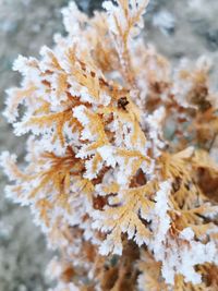 Close-up of frozen plant