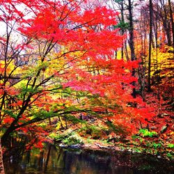 Trees in autumn