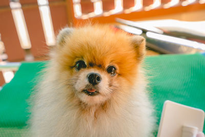 Portrait of dog at home