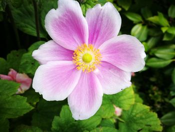 Close-up of pink cosmos blooming outdoors