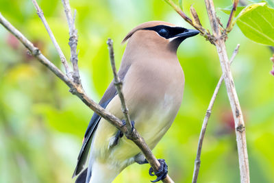 Close-up of cedar waxwing perching on branch