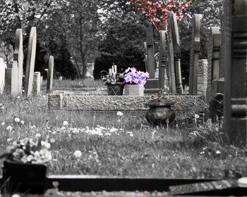 Flowers growing in cemetery
