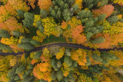 High angle view of yellow autumn trees
