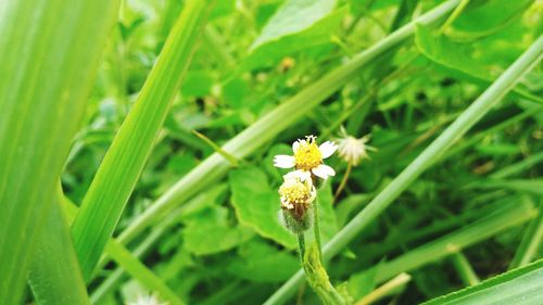 Close-up of flowering plant on field