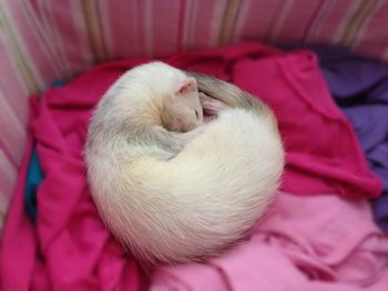 High angle view of cat sleeping on bed