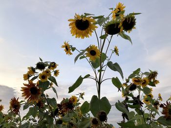 Low angle view of flowering plant against sky