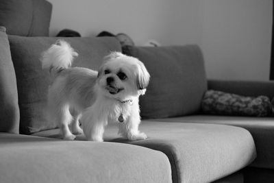 Portrait of dog lying on sofa