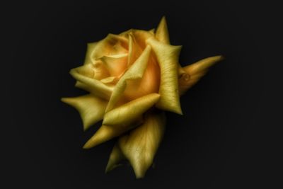 Close-up of yellow flower over black background