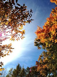 Low angle view of trees against sky