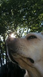 Close-up of dog looking away