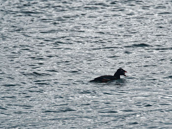 Duck swimming in lake