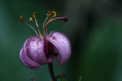 Close-up of pink flowering plant