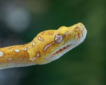 Close-up of lizard