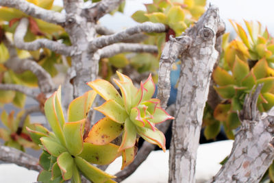 Close-up of tree branch