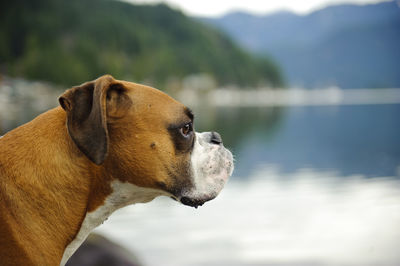 Close-up of boxer dog looking away against lake