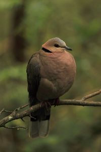 Giant ring-neck turtle dove sitting on a tree branch 