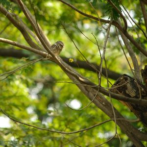 Low angle view of bird perching on branch in forest