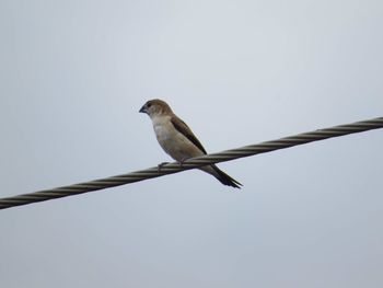 Low angle view of bird perching on cable against clear sky